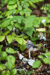 Poisonous mushroom