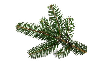 fir tree branch isolated on white