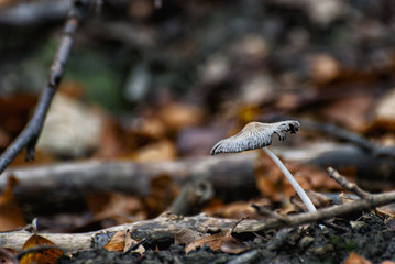 Poisonous mushroom