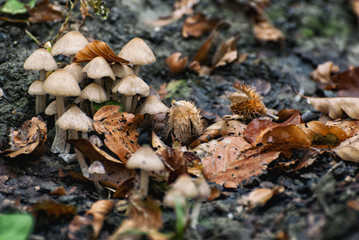 Mushrooms