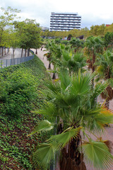 Fototapeta na wymiar Paseo con palmeras