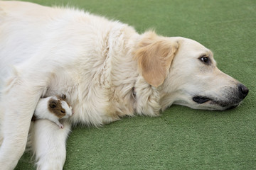 Dog breed Golden Retriever.