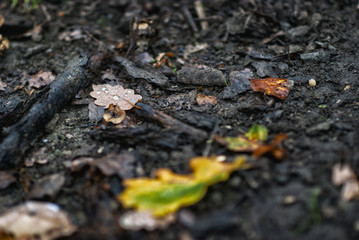 Droplets on fallen oak leaves