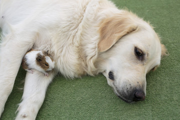 Dog breed Golden Retriever.