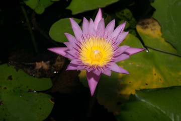 lotus in the pond
