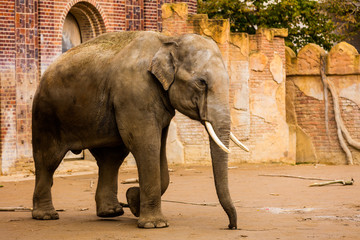Elefant