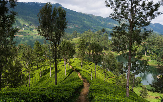 Tea plantation in hill country near ,Hatton, Nuwara Eliya, Sri Lanka