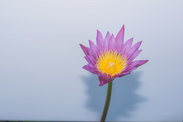 lotus flower isolated white background

