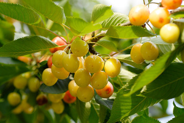 Cerises jaunes