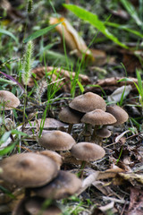 Fresh mushrooms growing in the grass