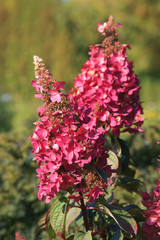 Hydrangea paniculata Pinky Winky