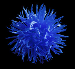 blue spring flower Aster, black  isolated background with clipping path. Nature. Closeup no shadows.