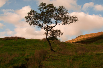 Fototapeta premium tree 
