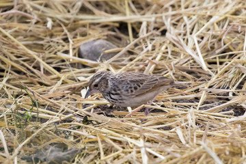 Image of bird in nature, Lanceolated Warbler (Locustella lanceol