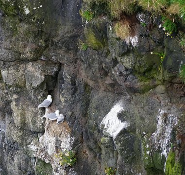 Felslandschaft mit brütenden Möwen und Lummen auf Rathlin Island / Nordirland