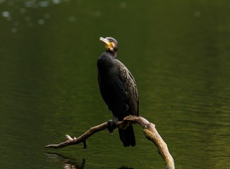 Kormoran sitzt auf einem Ast