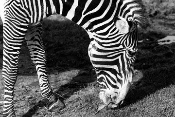 Zebra