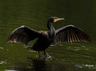 Kormoran an einem See