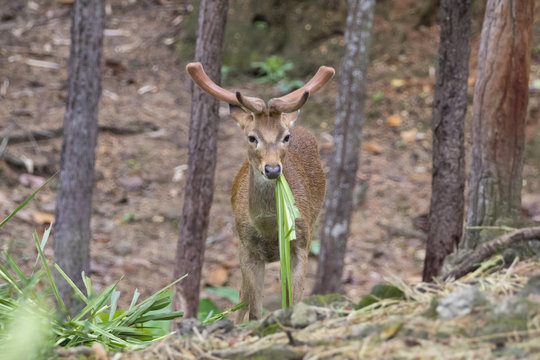 Image of a sambar deer munching grass in the forest. © yod67