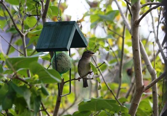vogel, vogelhaus, baum, sitzen, körner, vogelfutter