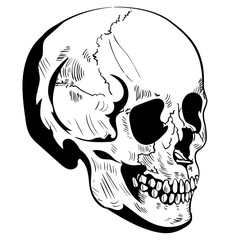 Skull hand drawn vector image