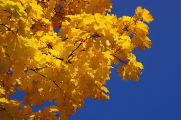 Herbst: bunte Ahornblätter im Sonnenlicht 