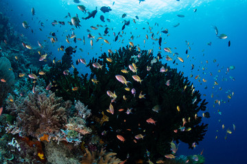 Fototapeta na wymiar Colorful Anthias Swimming Over Raja Ampat Reef