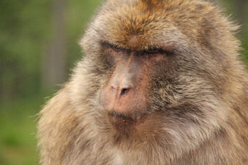 Berberaffe Portrait