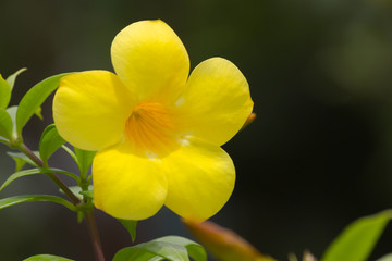 Naklejka na ściany i meble Common trumpetvine's yellow flower closeup(Allamanda cathartica)