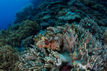 Papuan Scorpionfish on Coral Reef