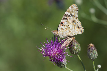 Butterfly painted lady or painted lady, or Vanessa certopoloha (lat. Vanessa cardui) on flower of...