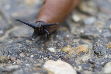 brown slug on the way