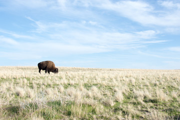 Bison Grazing at Antelope Island State Park Utah