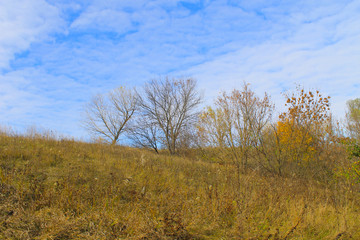 Autumn landscape with dry meadow and trees