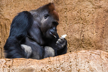 Silberrücken Gorilla