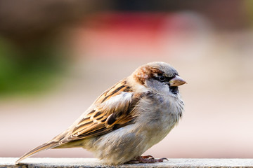 Spatz