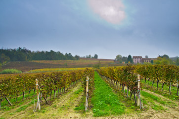 Fototapeta na wymiar the vineyards used to produce wine