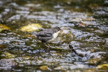 Dipper (Cinclus cinclus)