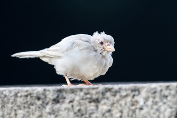 Old Age Albino Eurasian Tree Sparrow