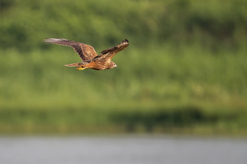Eastern Marsh Harrier (Circus spilonotus) in flight