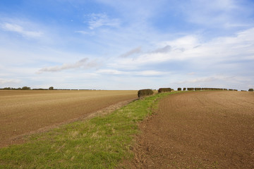 Fototapeta premium curving hedgerow in autumn