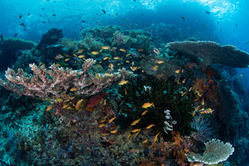 Naklejka na ściany i meble Healthy Coral Reef and Small Fish, Raja Ampat
