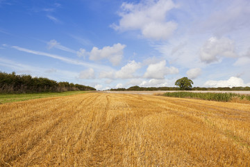 Fototapeta na wymiar golden harvested field