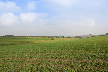 green canola crop