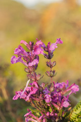 Chom Poo Chaing Dao is Rare flower of high mountain at Doi Luang