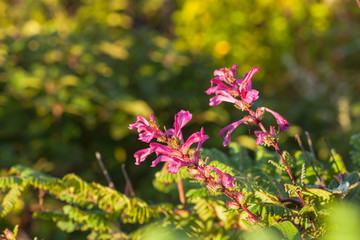 Obraz premium Chom Poo Chaing Dao is Rare flower of high mountain at Doi Luang