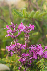 Fototapeta premium Chom Poo Chaing Dao is Rare flower of high mountain at Doi Luang