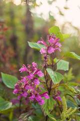 Chom Poo Chaing Dao is Rare flower of high mountain at Doi Luang