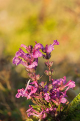 Obraz premium Chom Poo Chaing Dao is Rare flower of high mountain at Doi Luang