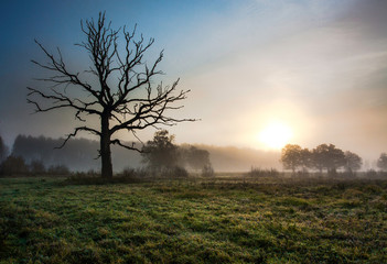 Fototapeta na wymiar Old tree in the field with fog
